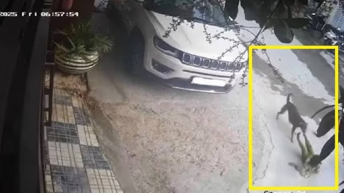 four year old child severely hurt in attack by stray dogs in telengana