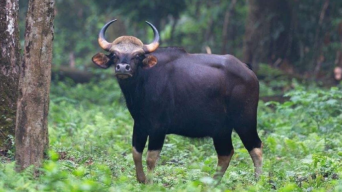 bison killed after a speeding vehicle hit at dooars