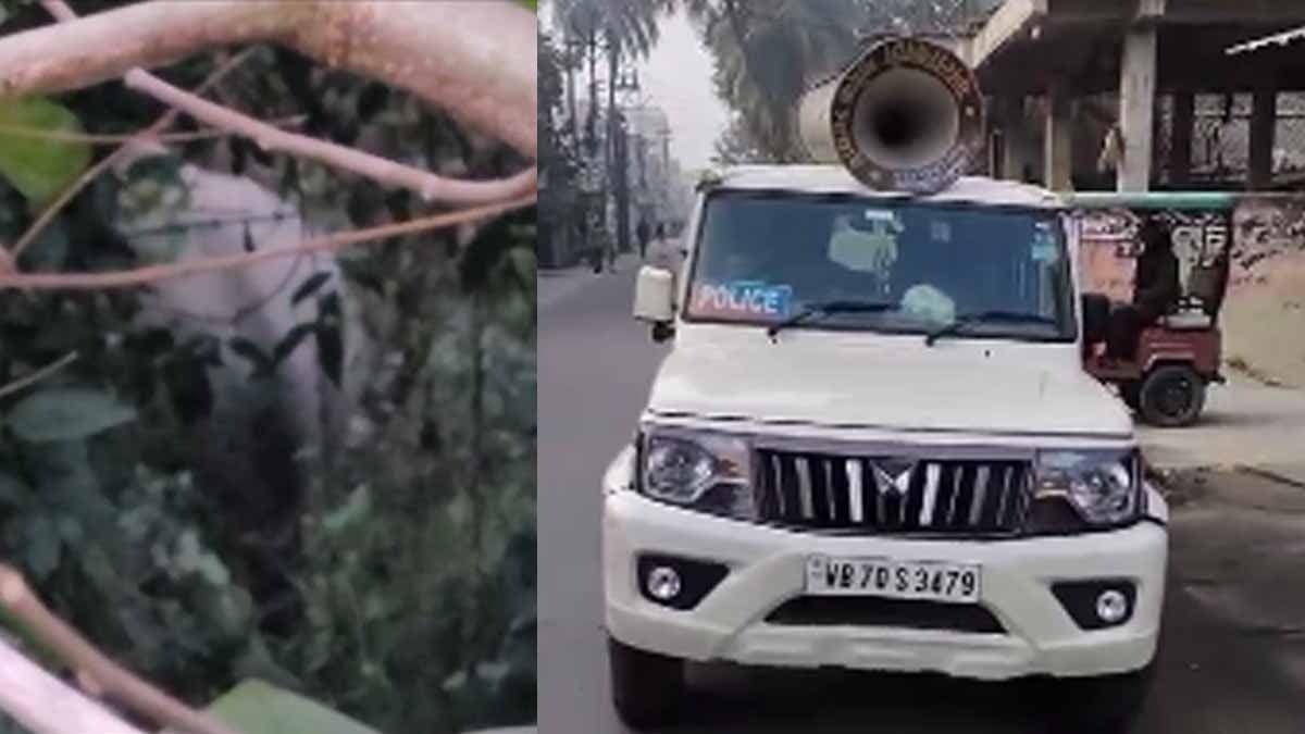 two elephants entered the town of falakata gnr