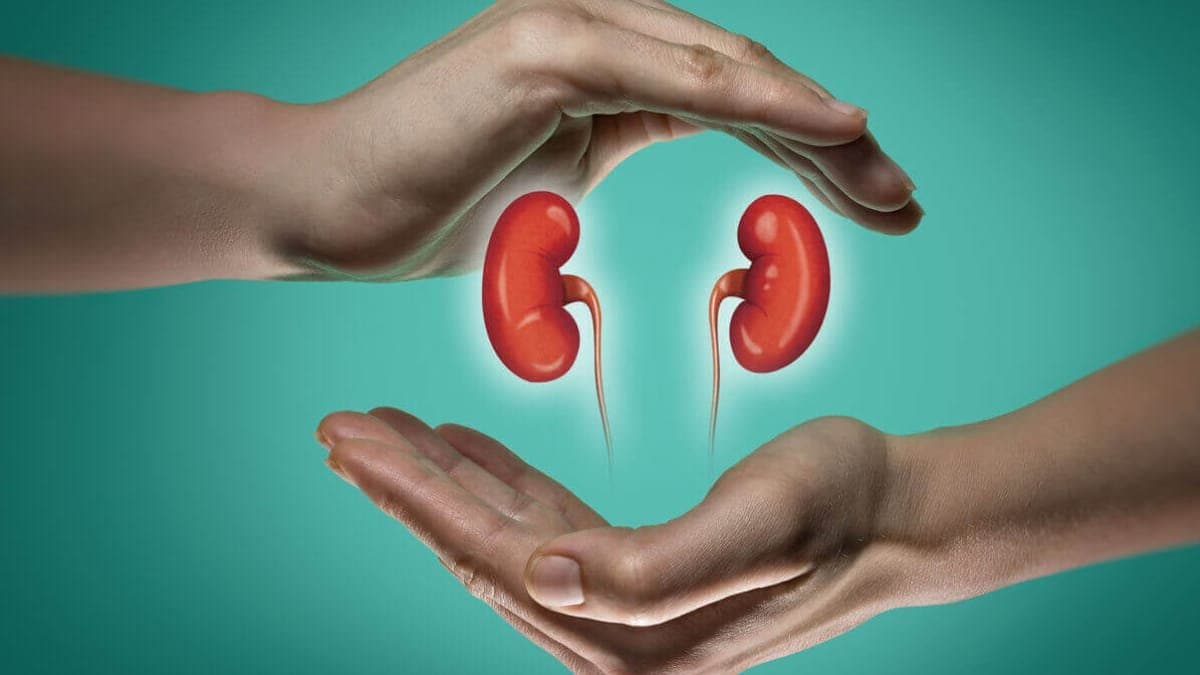 these all foods can increase your kidneys function strong and healthy lif 
