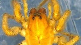 Scientist of ZSI spotted wolf spider in Sundarbans