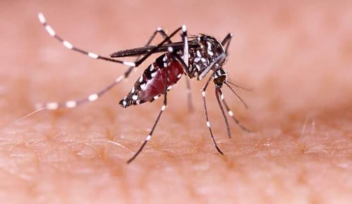 dengue patient increased in bengal