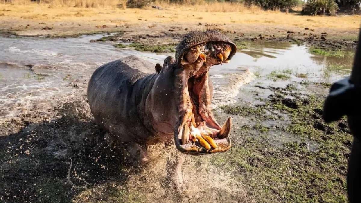 Army major last moments as pet hippo like his son mauled him to death