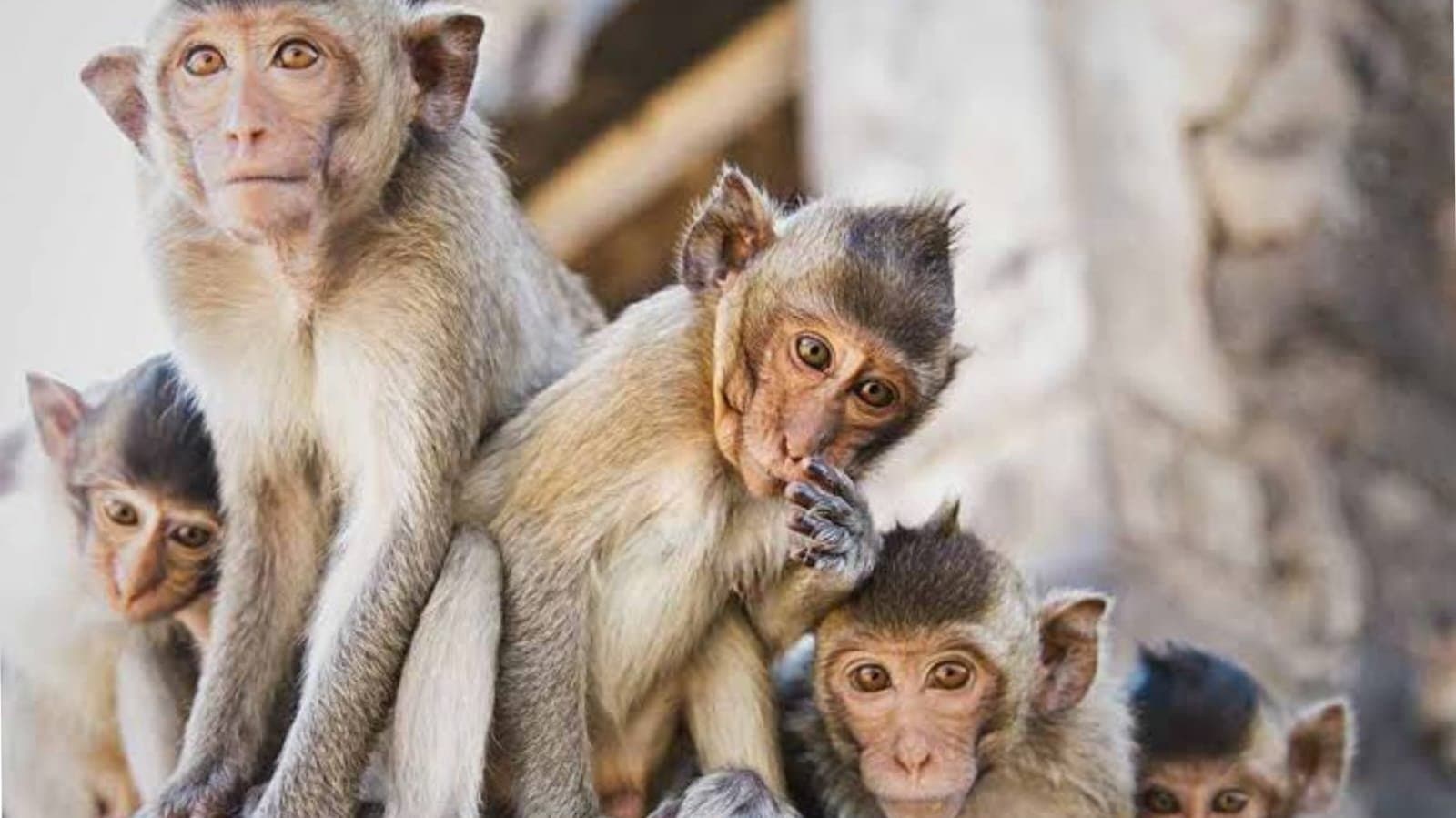 More than 100 monkeys died after inhaling pesticide at uttar pradesh_gnr