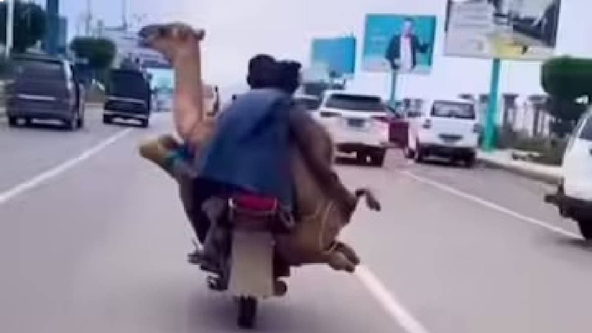 Men Carry Camel On Motorcycle Leaving Commuters Stunned In Viral Video gnr