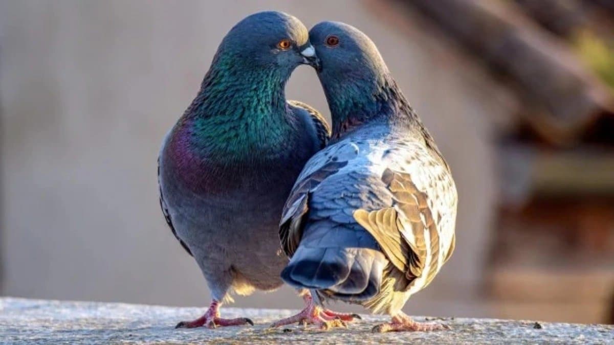 General Knowledge: Which animals kiss like humans