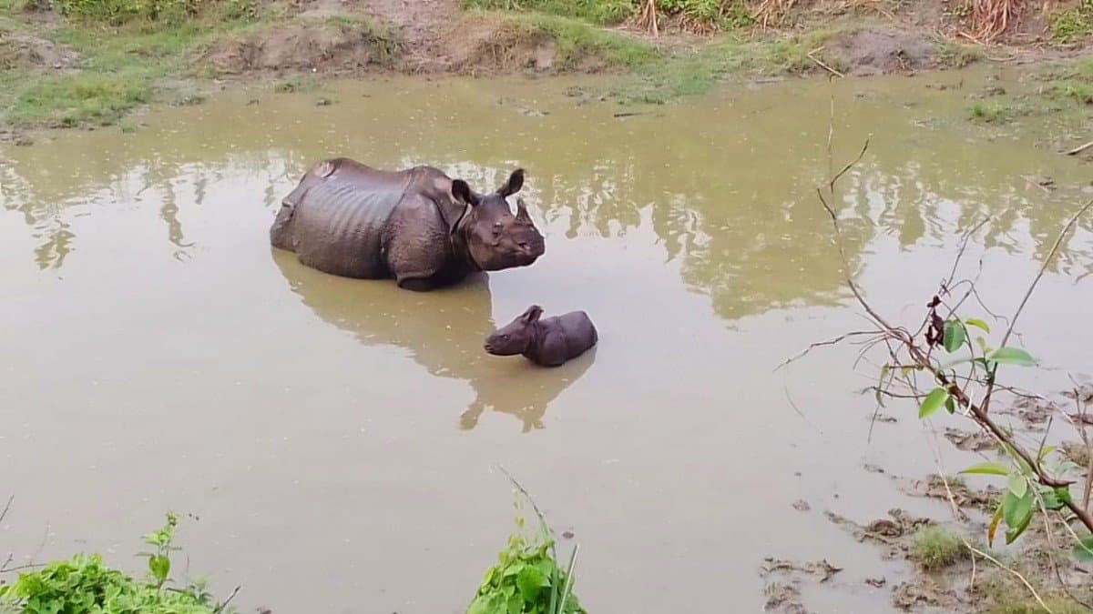 Number of Male rhino is increasing proportionately in comparison with female rhino