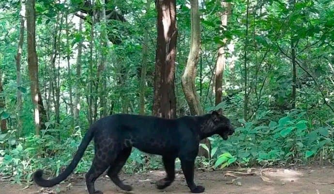 Rare Black Leopard Spotted In Odisha