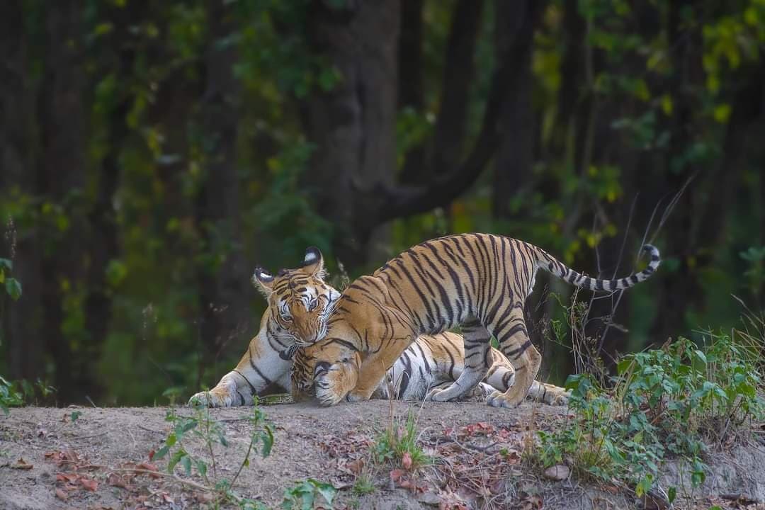 Dead body of tiger recovered in forest, know the reason gnr