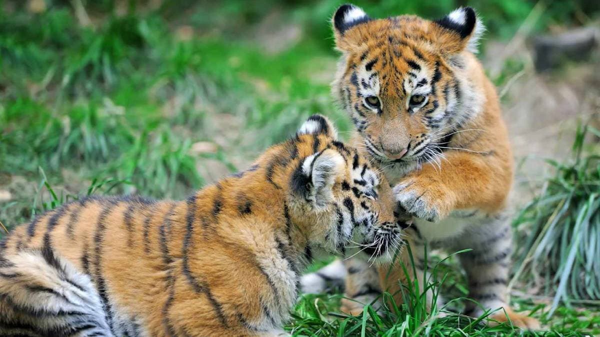 Two Tiger Cubs duo makes visitors mesmerized in Ranathambore National Park gnr