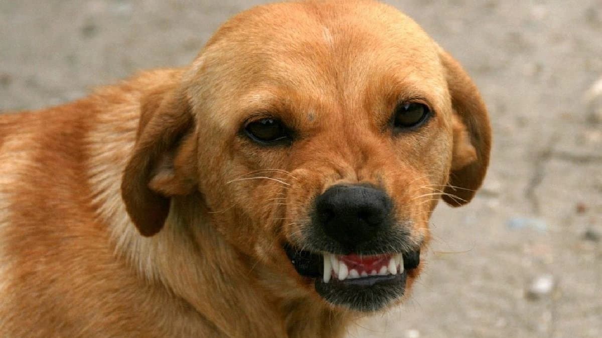 Man names pet dog after Neighbours and starts quarrel