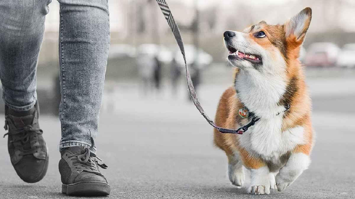 Dog walking prohibited in Iran create more problem