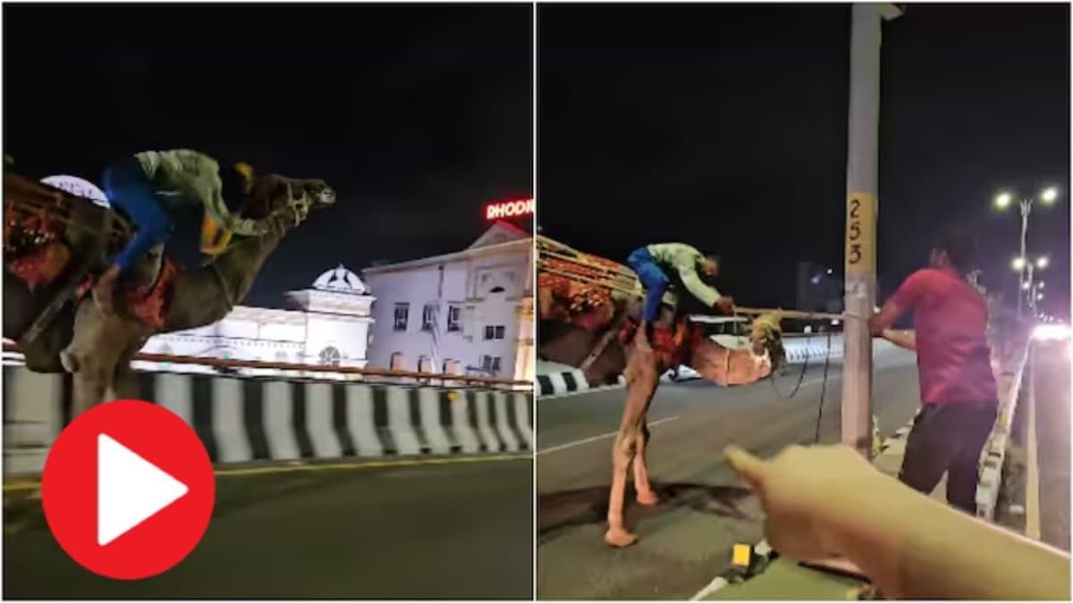 Video of a Drunk man rides camel on Hyderabad Flyover gone viral