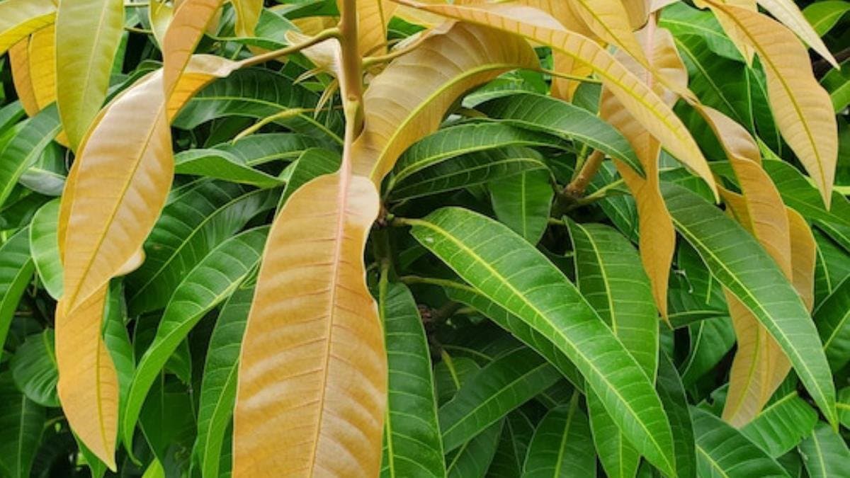 ফলের রাজা আম, তবে ফেলনা নয় তার পাতাও, জানুন স্বাস্থ্যকর গুণে ঠাসা আমপাতা কীভাবে ব্যবহার করবেন 