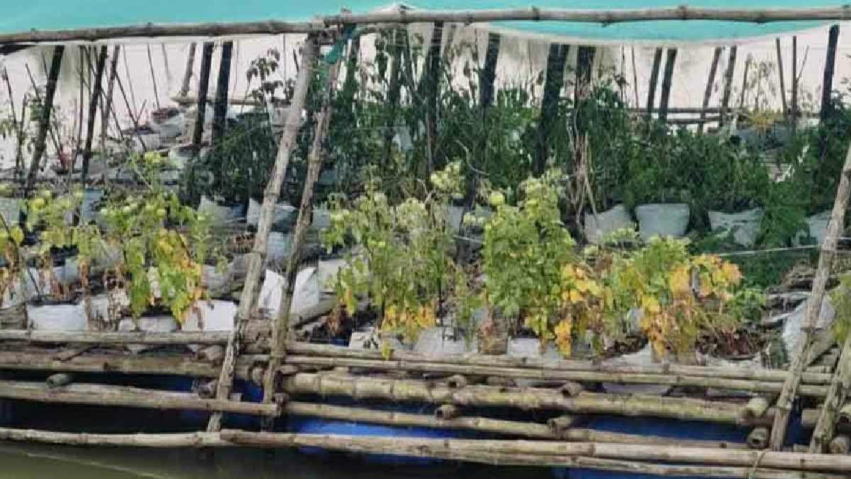 Floating Vegetable Farming Brings Profit as Farmers See Income in Sundarban