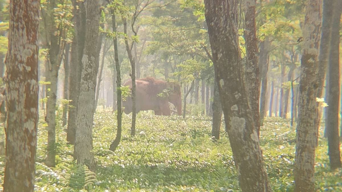 child elephant dies at banarhat block gnr