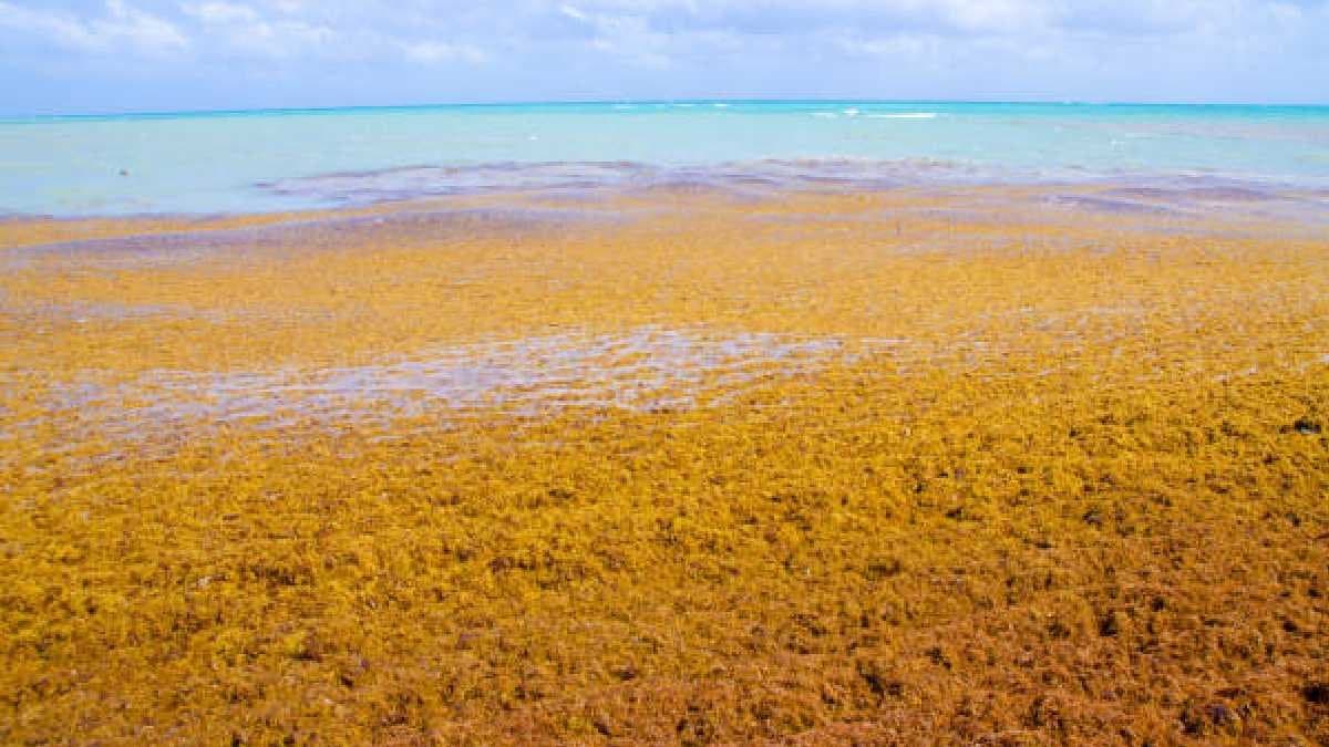 Sargasso Sea on earth that never touches land gnr 