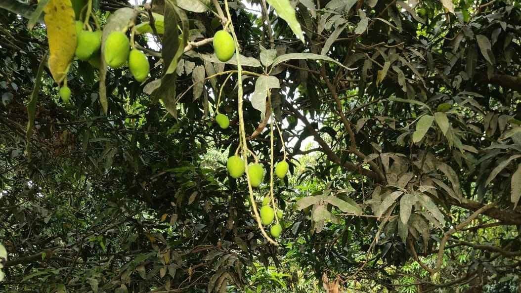 Possibility of huge mangoes yielding may lower price in market