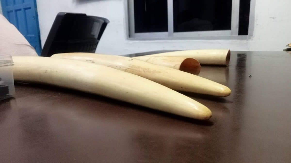 Four arrested from Kolkata with four tusks