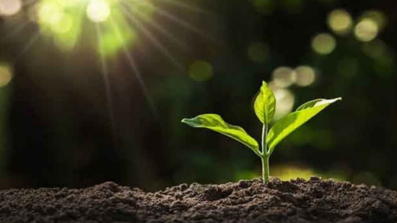 Researchers develop ‘electronic soil’ to enhance crop growth
