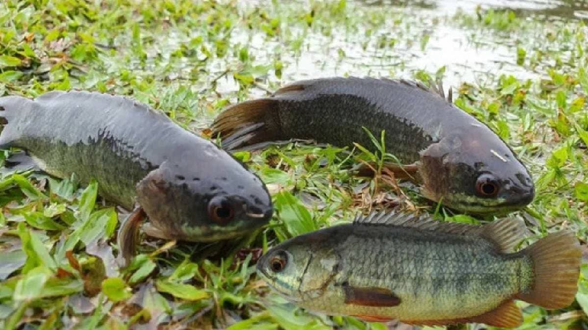 Youth dies after fish gets stuck in throat while fishing at Kerala 