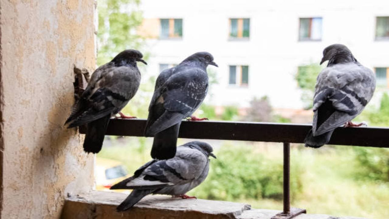 Five tips to make pigeons keep away from your home