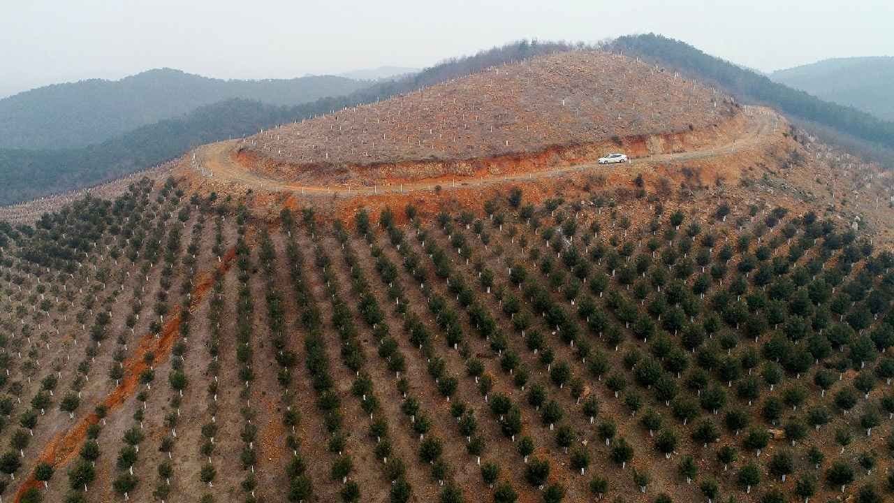 China planted 78 billion trees for water cycle and making mess 