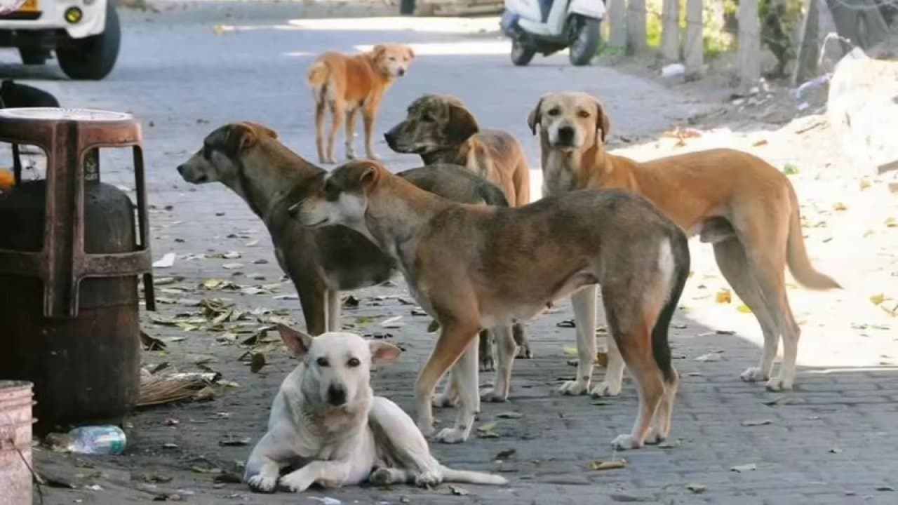 Street dogs saved abandoned child from foxes
