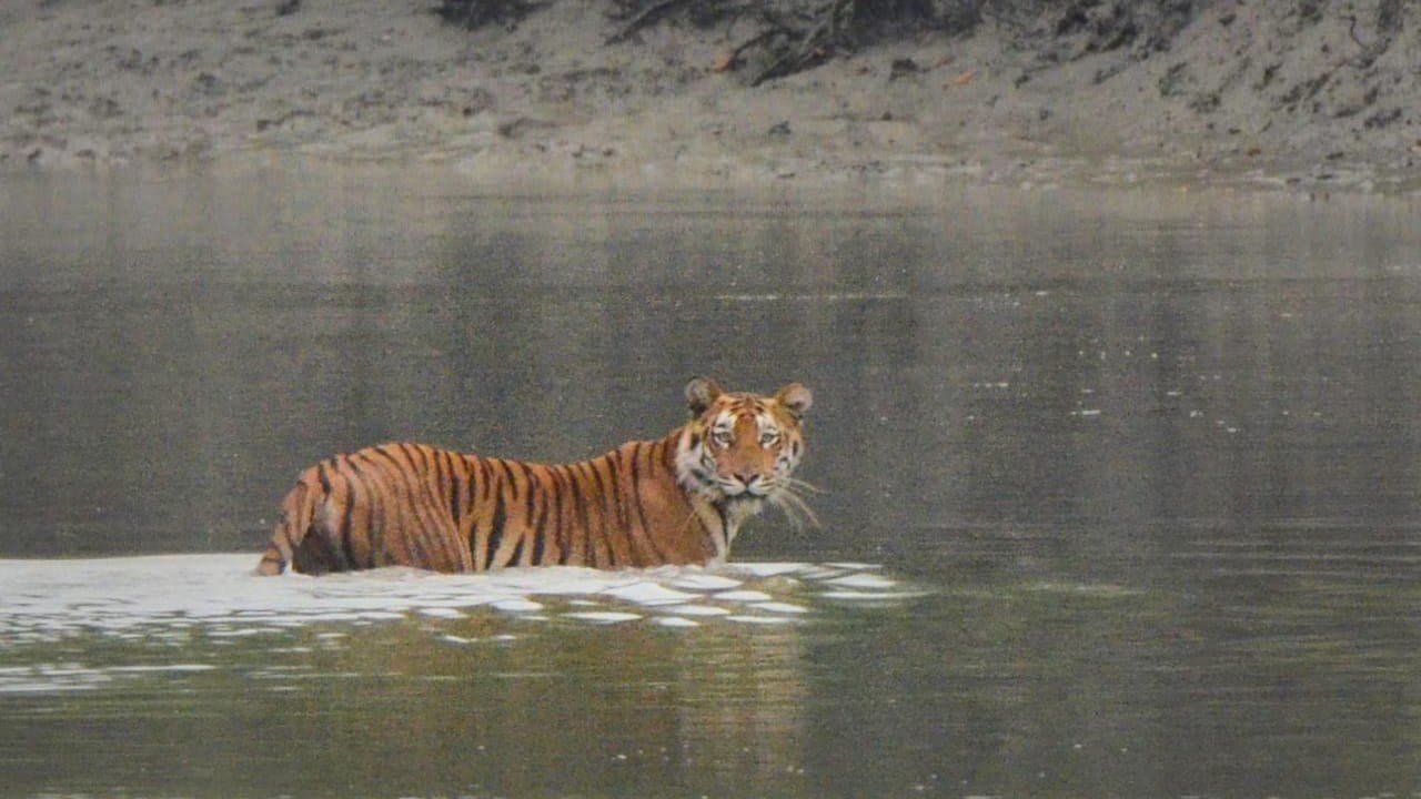 Another tiger died at alipore zoo garden