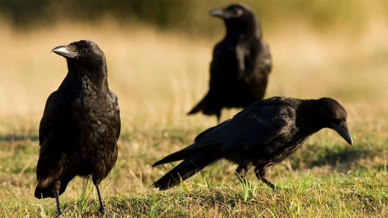 Science News: Crow brings gift for their best Human friends