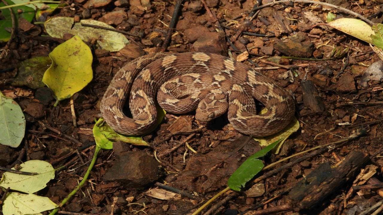 These plants attracts snakes