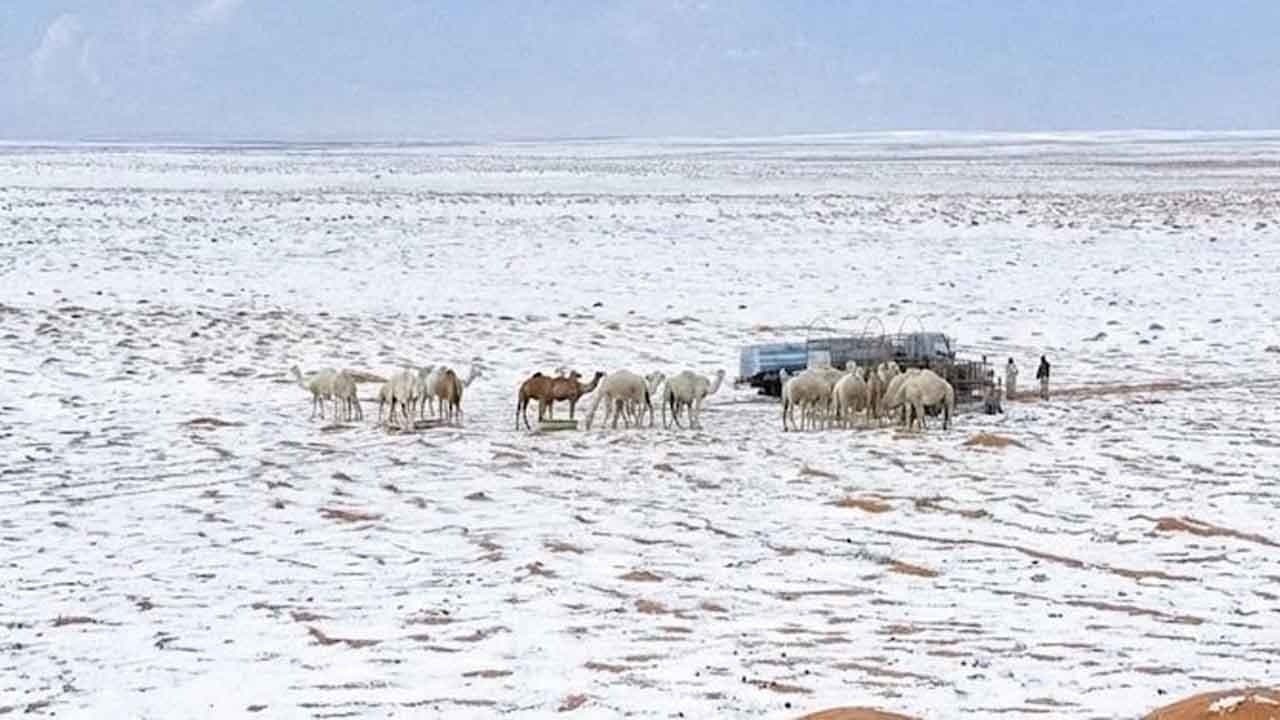 Snowfall In Desert: Saudi Arabia Sees First Northern Snow in 30 Years