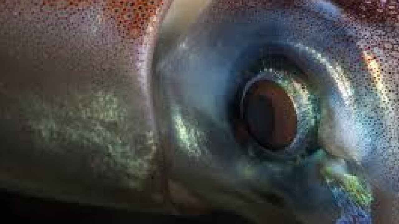 These animals dominate the Earth after Humans