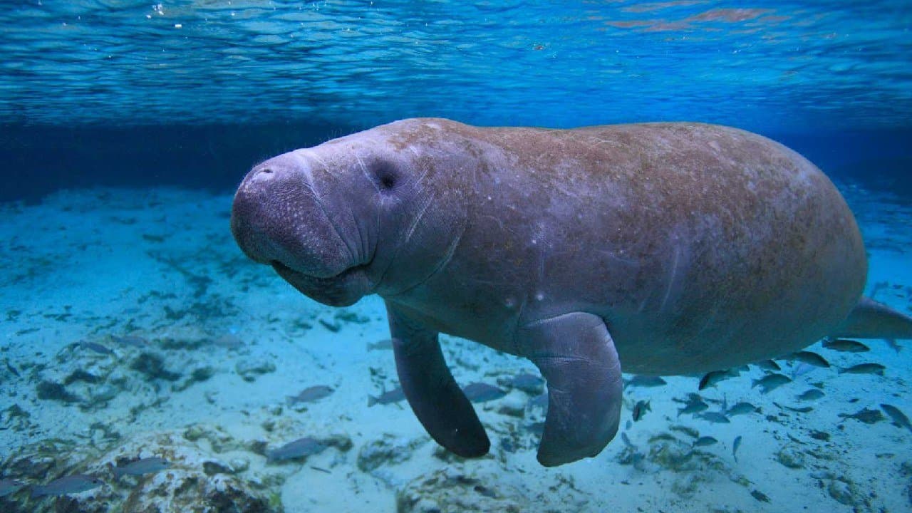 Eat large quantities of seagrass live under water know about Sea cows 