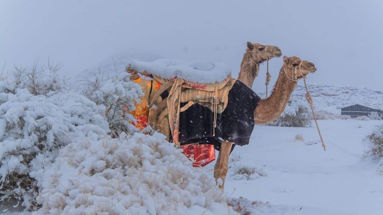 Rare snowfall in Saudi Arabia is grave warning for India