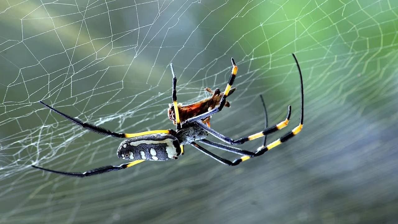 Vastu Tips: Spider webs in your home auspicious or inauspicious know the actual truth