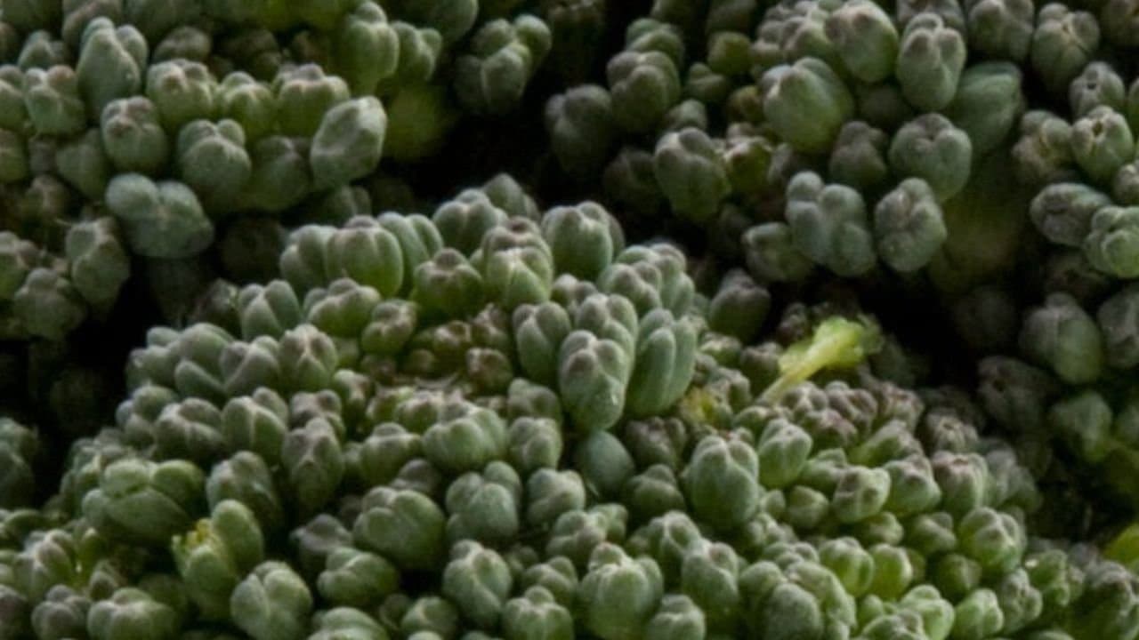 Benefits of having broccoli