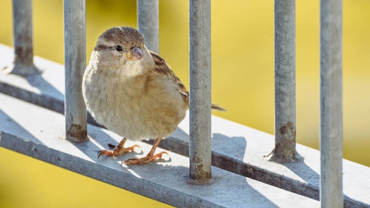 Sparrow in the House auspicious or Inauspicious know the actual meaning