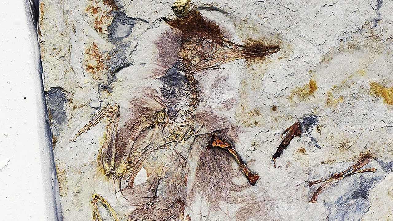 Bird Fossil: 800 rocks in stomach makes everyone surprise