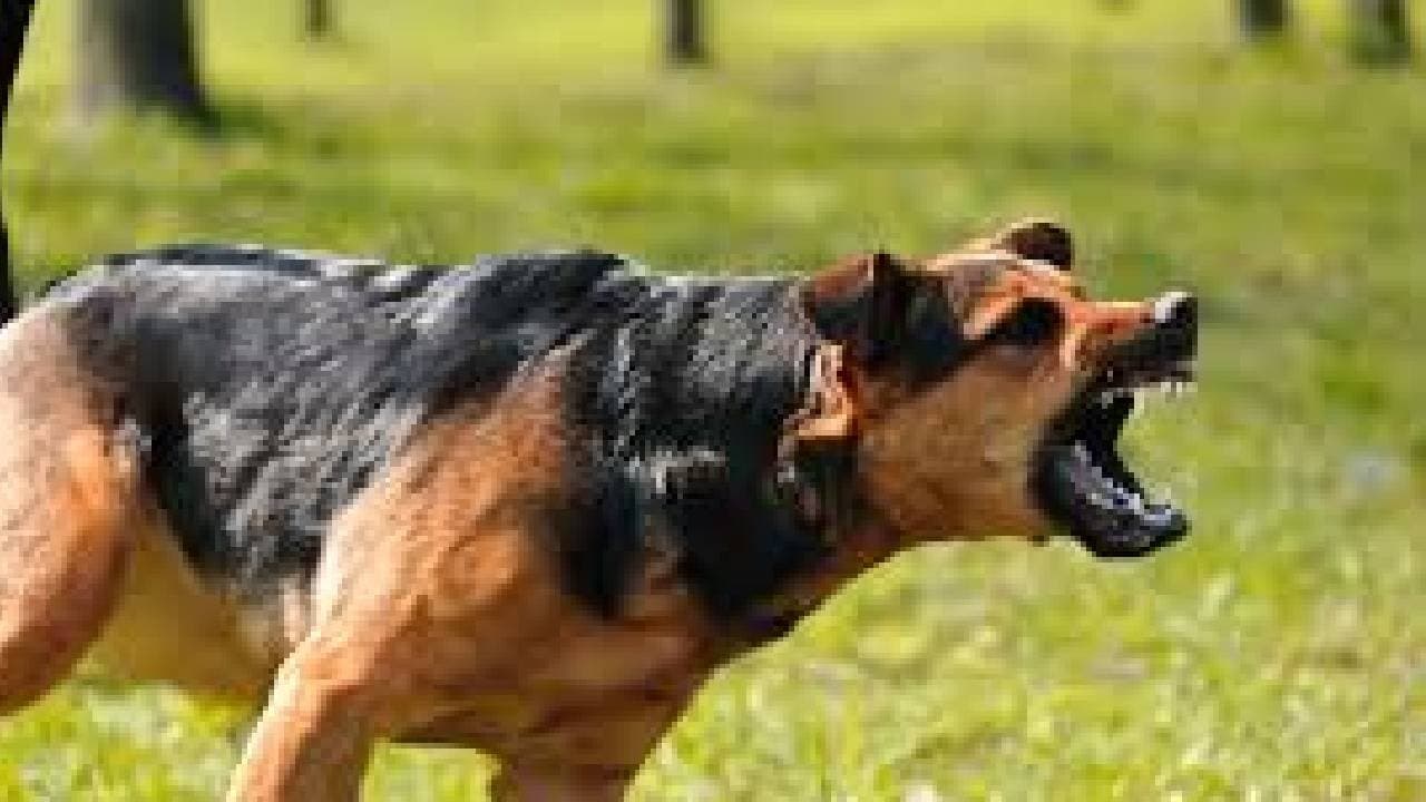 Villagers terrified by dog ​​bite in Swarupnagar