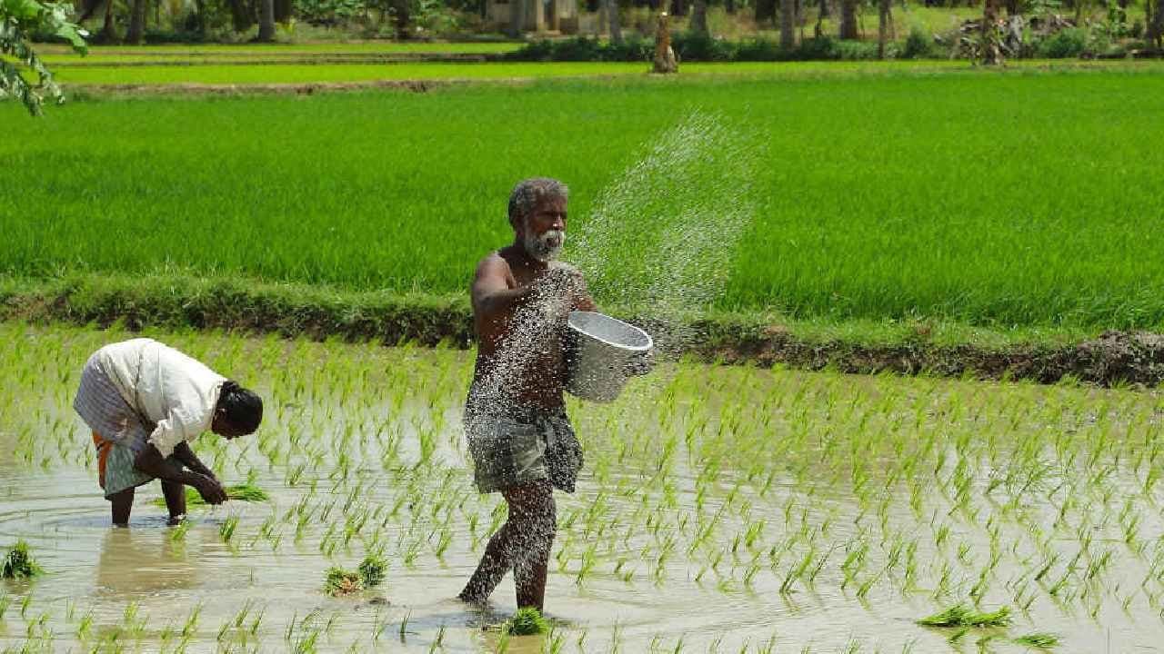Indian Rice: Trump s tariff can hit American consumers on Basmati rice 