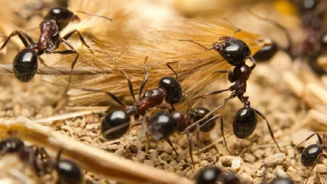 Ants: Less armor but stronger teamwork makes new Evolution