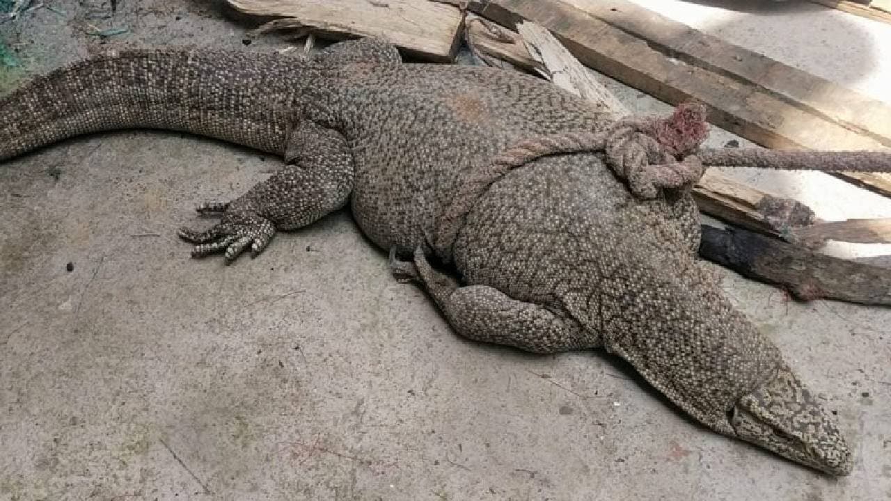 Sensation over hunting and eating of wild animals in Haldibari 