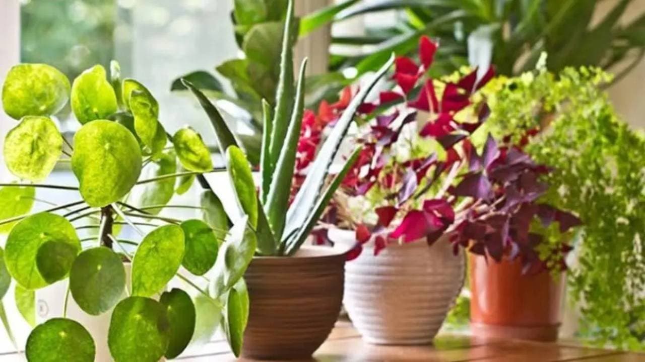 Vastu Tips 2026 these indoor plants attract weath in new year