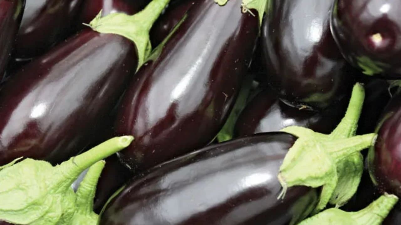 How to identify fresh eggplant
