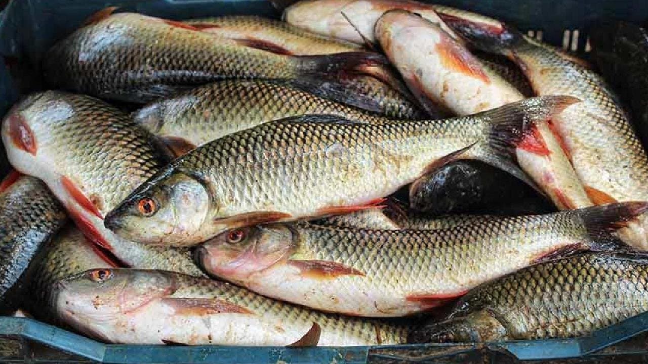 West Bengal to export fishes shortly