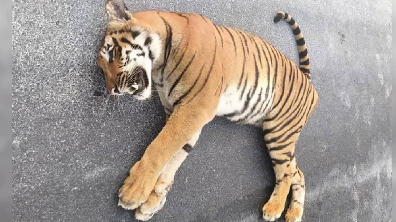 Tiger Dies After Being Hit By Speeding Vehicle On Andhra Highway 