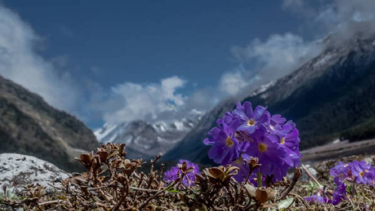 Rare Himalayan flowres description 