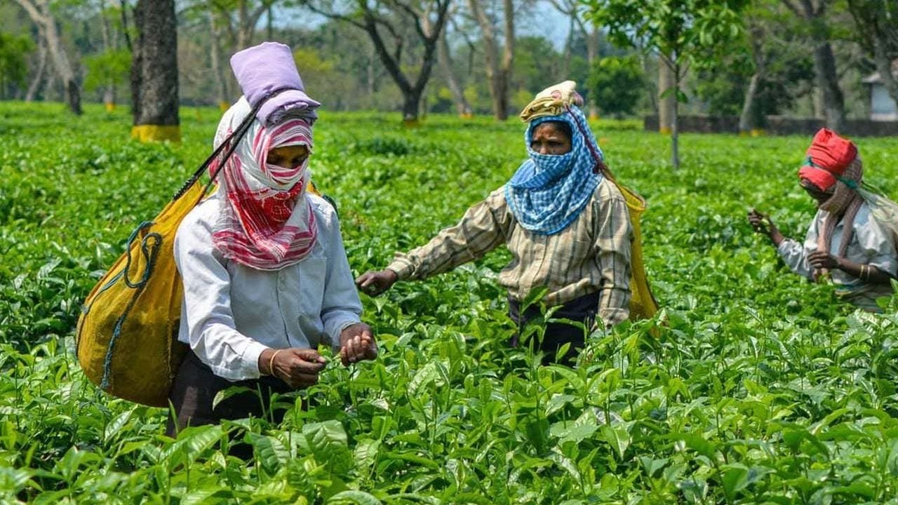 Priced at one lakh 15 thousand rupees per kg this is Indias most expensive tea and which others are on the list