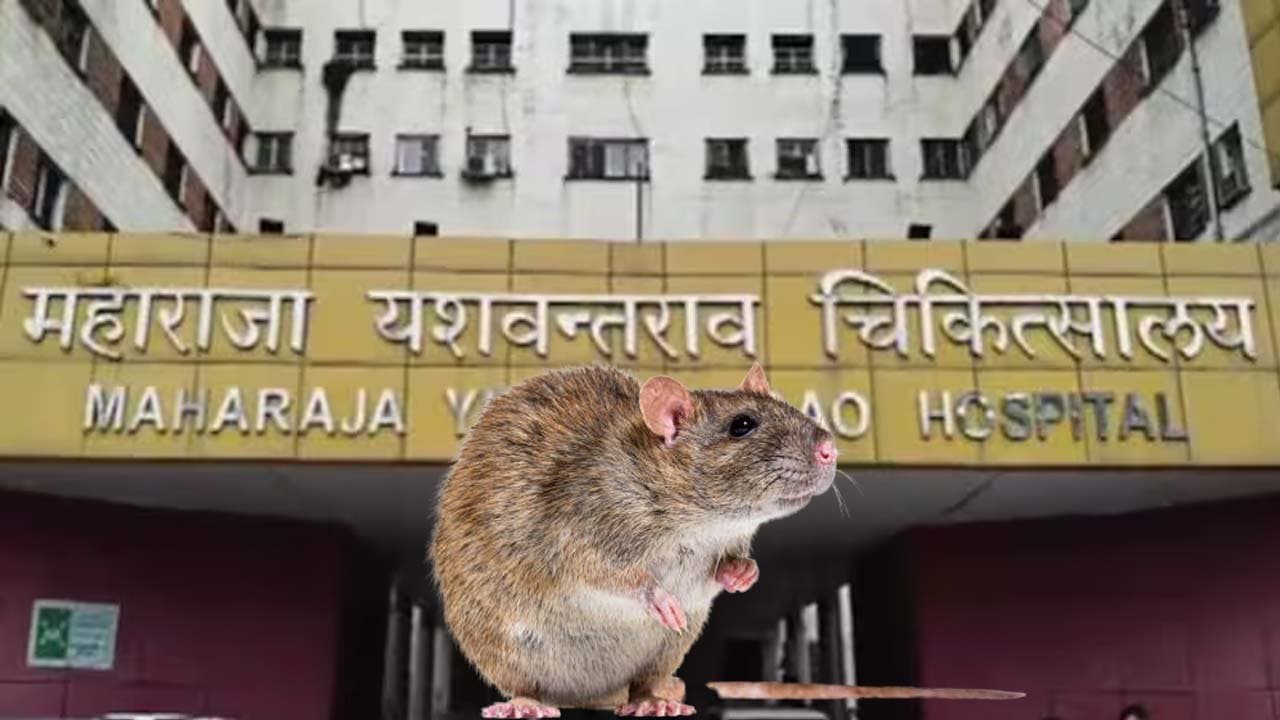 Rats freely moving around beds at Jabalpur hospital in Madhya Pradesh watch the viral video  